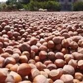 Levant kalite kabuklu fındık (Net: 1 Kilogram)