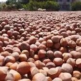 Giresun kalite kabuklu fındık (Net: 1 Kilogram)