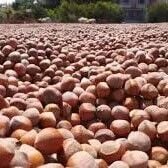 Levant kalite kabuklu fındık (Net: 25 Kilogram)